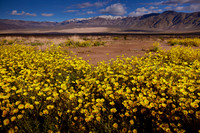 Super Bloom Death Valley 230326