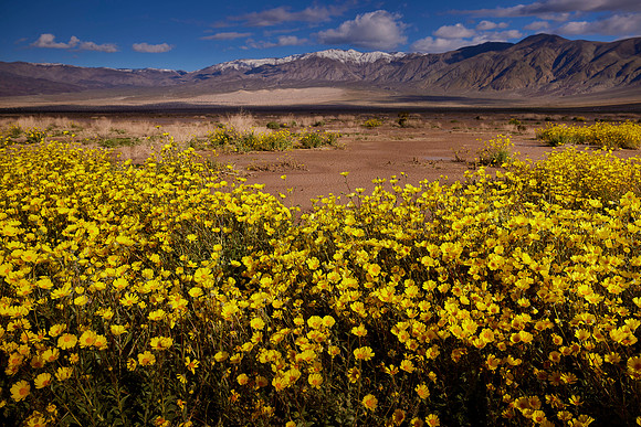 Super Bloom Death Valley 2023-03-26-1328 1