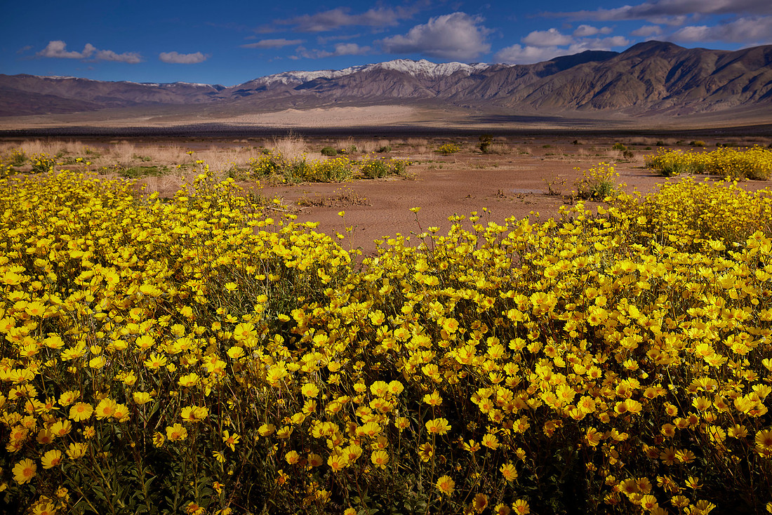 Super Bloom Death Valley 2023-03-26-1328 1