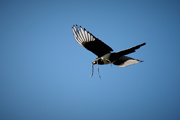 20_0_669_1yellow_billed_magpie_132_1800x1200_s4web