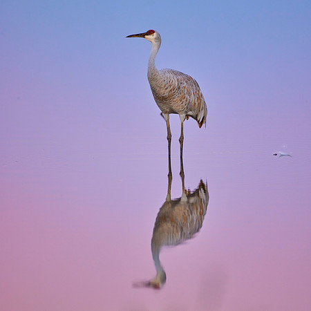 1 Blue 16x16 Sandhill Cranes 169 copy