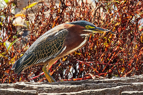 Green Heron eats crawdad 018 closeup