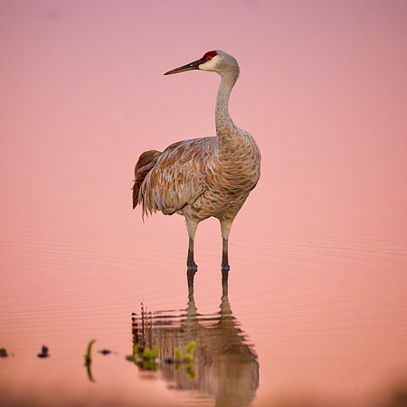 3 16x16 Sandhill Cranes 161 copy 2