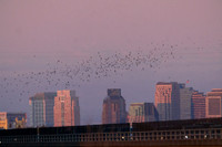 Mexican Freetailed Bats 0148