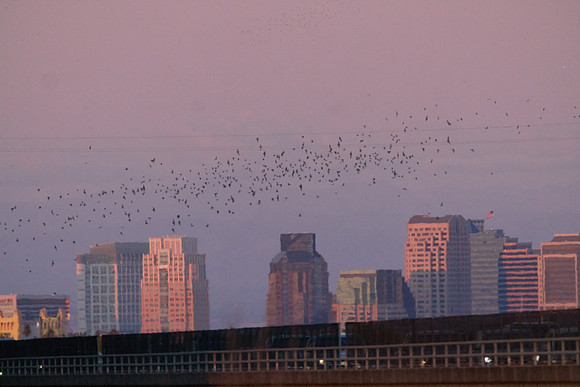 Mexican Freetailed Bats 0148