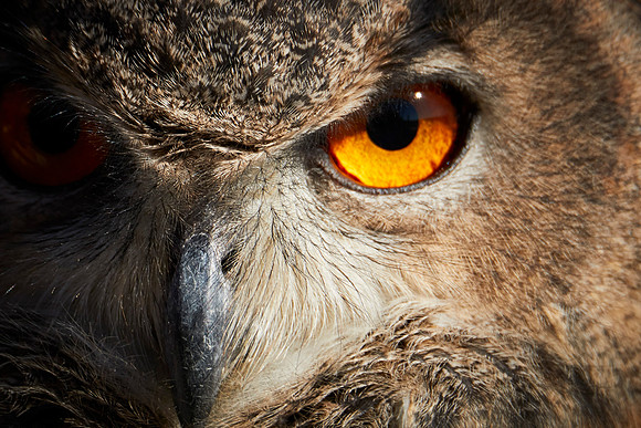 Falconry 7D 1247 Owl's Eye