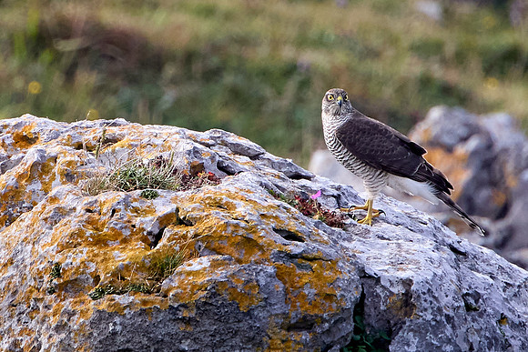 Doolin to Kinvarra 1208