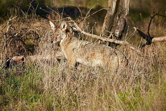 30_0_663_1river_bend_coyote_131_1200x1800_s4web