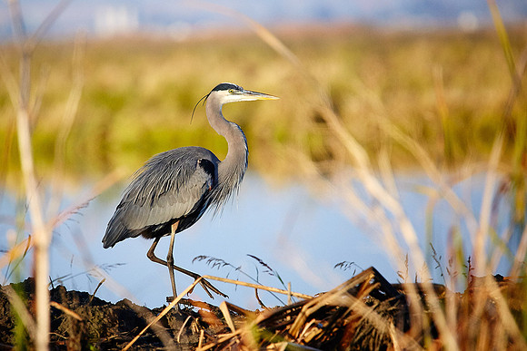 10_0_544_1great_blue_heron_061