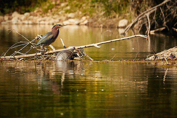 Birds April 2020  138