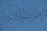 Mexican Freetailed Bats 0069