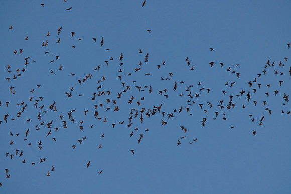 Mexican Freetailed Bats 0069
