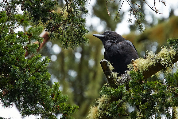 Bolinas 2-006-Raven