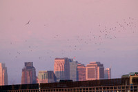 Mexican Freetailed Bats 0132