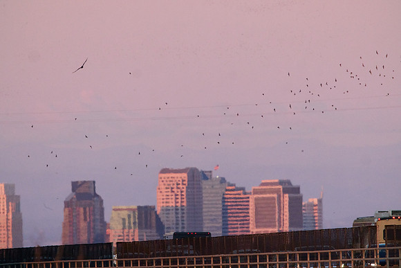 Mexican Freetailed Bats 0132