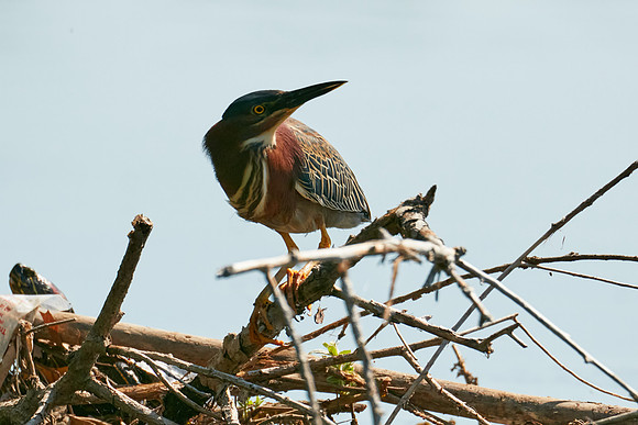 Birds April 2020  162