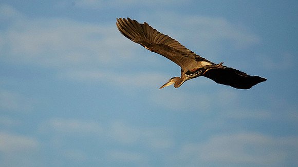 Great Blue Heron TNBC 2015-055-screen shot copy