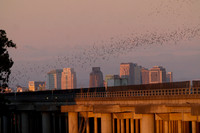 Mexican Freetailed Bats 0080