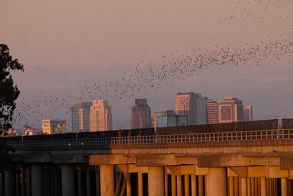 Mexican Freetailed Bats 0080
