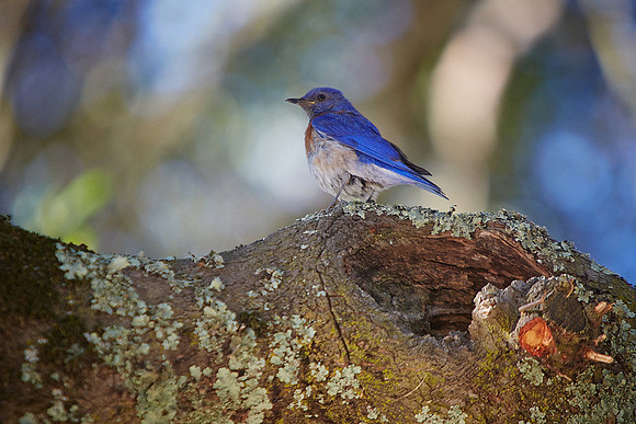 22_0_444_1western_blue_bird_099_lb_1800x1200_s4web