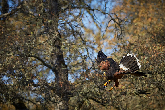 Falconry 277