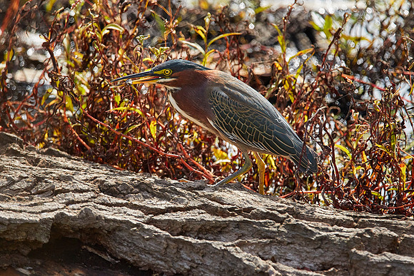 Green Heron eats crawdad 041