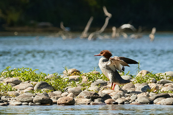 Birds April 2020  125