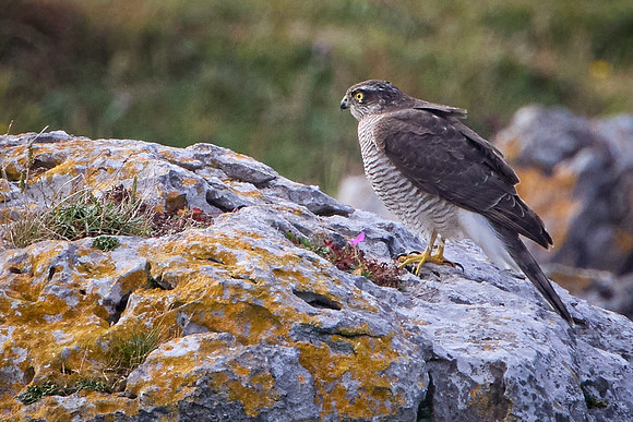Doolin to Kinvarra 1211