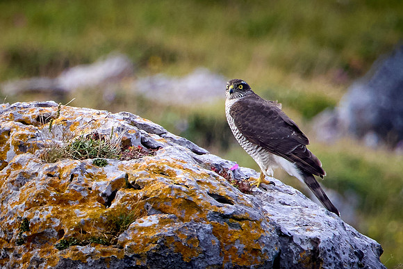Doolin to Kinvarra 1215
