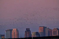 Mexican Freetailed Bats 0160