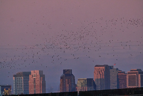 Mexican Freetailed Bats 0160