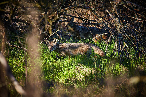 31_0_664_1river_bend_coyote_141_1200x1800_s4web