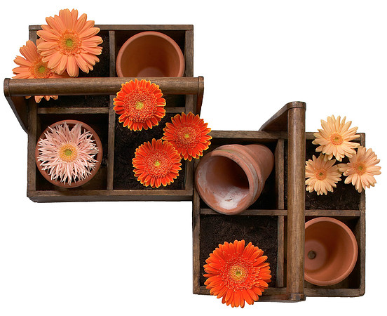 443_Gerberas_glamour