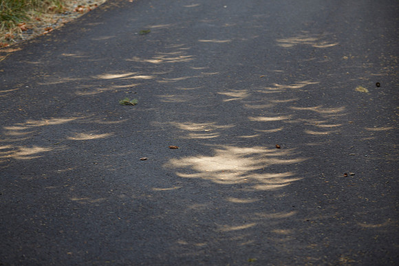 Solar Eclipse 6D  333