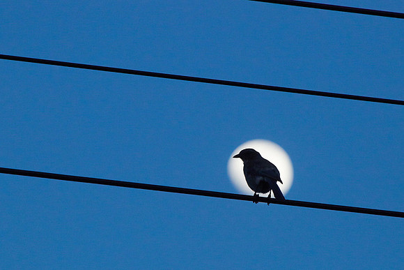 27_0_449_1mockingbird_007_lb_12x18_s4w