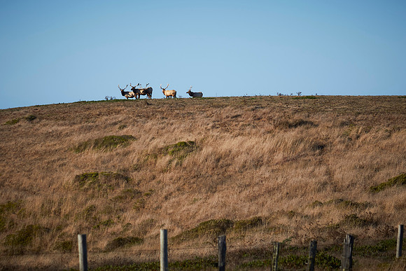 Point Reyes Lighthouse Station 270