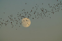 Mexican Freetailed Bats 0058