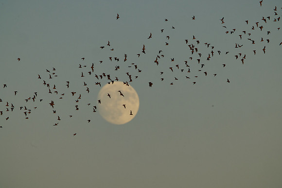 Mexican Freetailed Bats 0058
