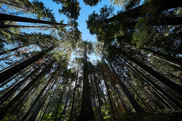 Big Trees-0024 vertical trees overly sharpened