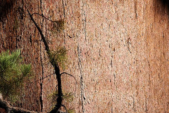 Big Trees-0127 Texture on Tree bark
