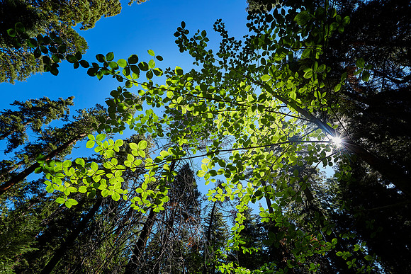 Big Trees-0057 Dogwood Tree depths
