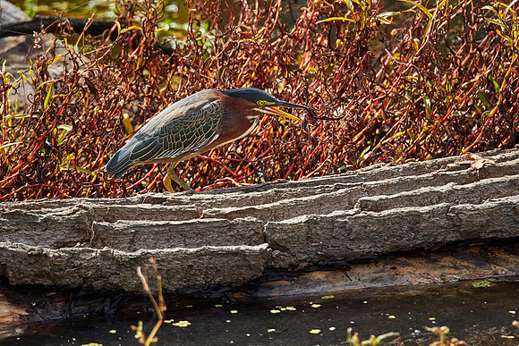 Green Heron eats crawdad 008