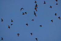 Mexican Freetailed Bats 0111