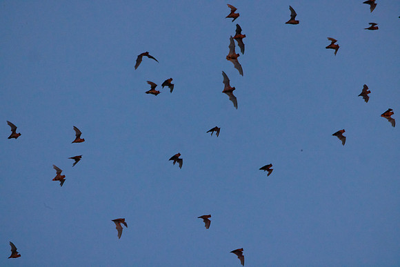 Mexican Freetailed Bats 0111