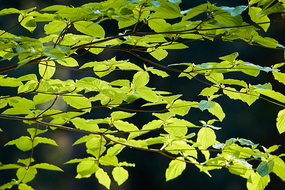 Big Trees 159-Dogwood leaves