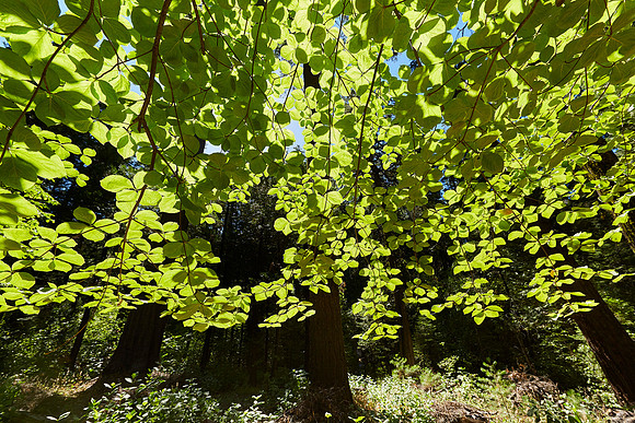 Big Trees-0069 Dogwood canopy