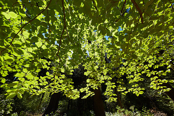 Big Trees-0075 Dogwood canopy 2