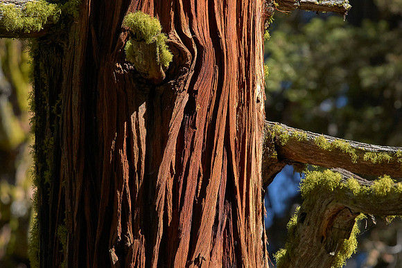 Big Trees-0131 heavy texture