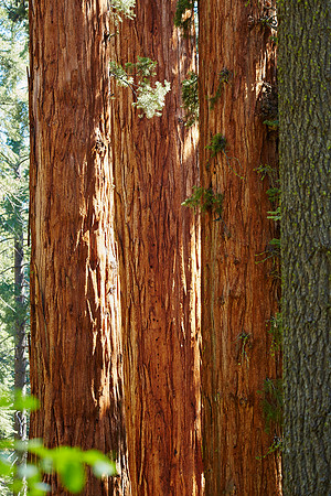 Redwood Forest Backdrop 3 isisters