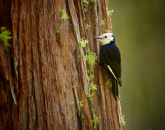 White-headed Woodpecker female 6 vers2